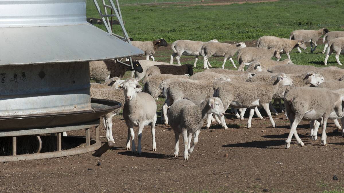 Dorper sheep around a sheep self feeder.