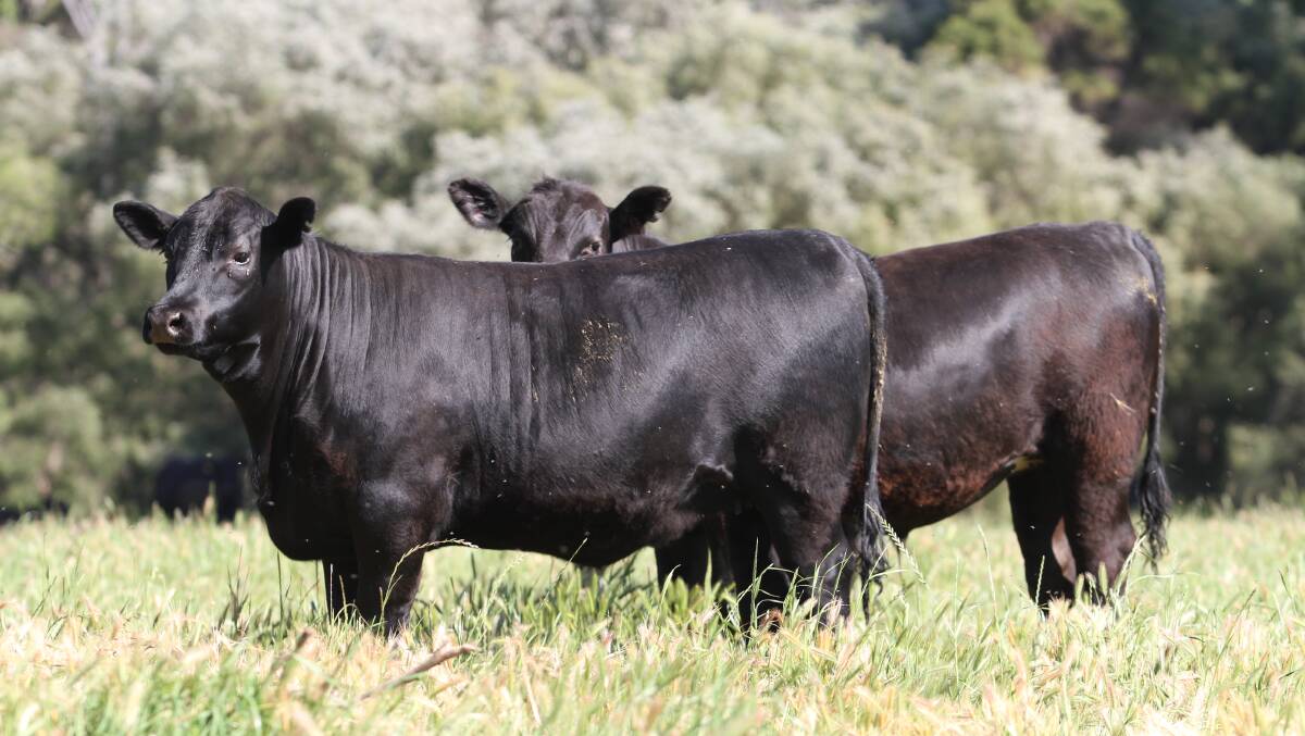 An example of the Radomiljac familys 2020-drop calves which sold in the Independent Rural Agents sale in December last year.