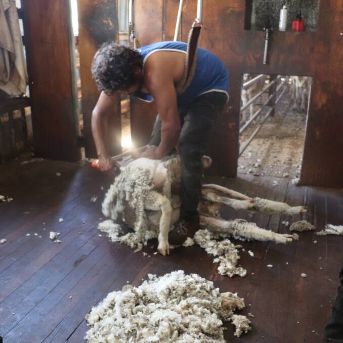Student shearer Cody Simpson concentrating on removing the wool from a large ewe at the Peel Feedlot last week.