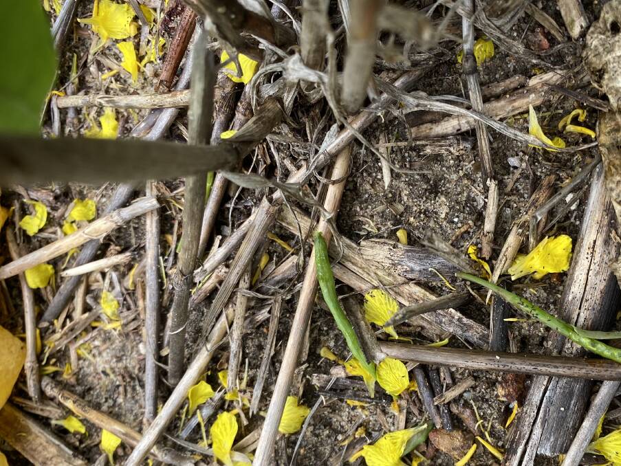 Mouse damage to a canola seed pod.