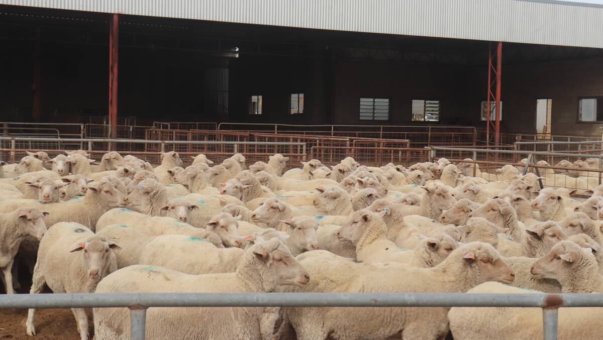 The line was sold via AuctionsPlus and consisted of 520, July/August 2018-drop (20 months old), January shorn, AMS bloodline ewes.