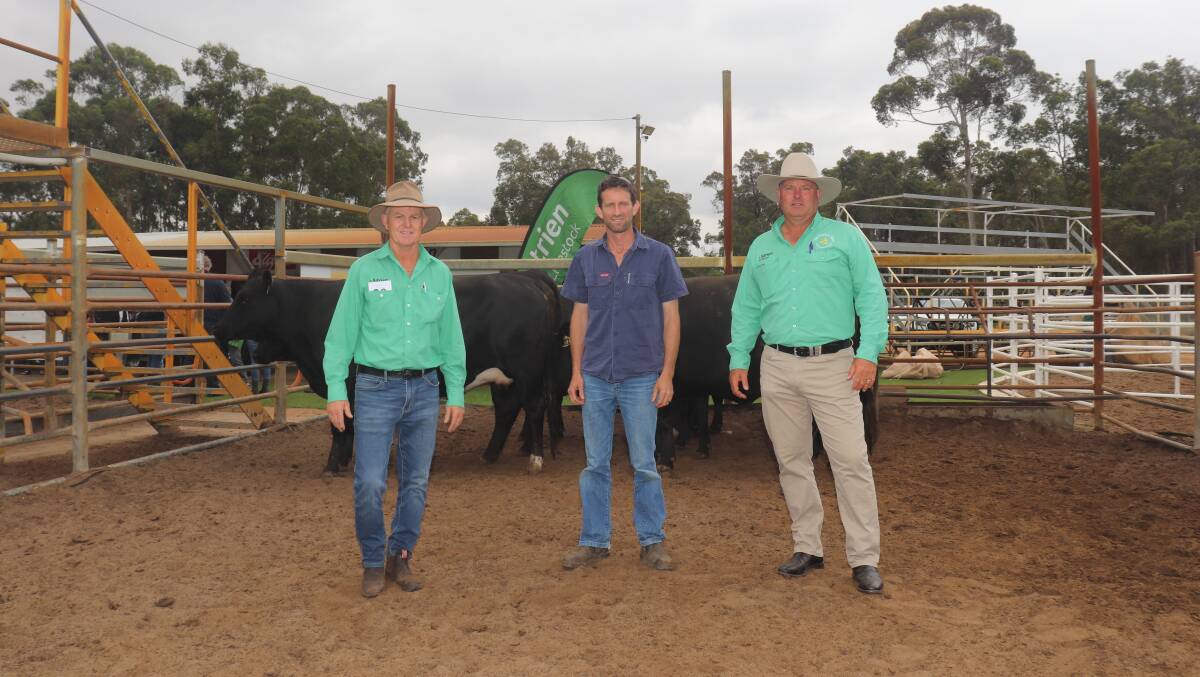 Chapman Brook Pty Ltd, Warner Glen, offered a total of 46 Angus-Friesian heifers, PTIC to Angus bulls which sold to the sales $3400 top-price, twice, at the annual Nutrien Livestock Mated F1 Female sale at Boyanup last week. Standing with the $3400 equal top-priced pen of six heifers offered by Chapman Brook Pty Ltd and bought by TE Ayres, Albany, is Nutrien Livestock Busselton/Margaret River agent Jock Embry (left), vendor Steven Noakes, Chapman Brook Pty Ltd and Nutrien Livestock auctioneer and Capel agent Chris Waddingham.