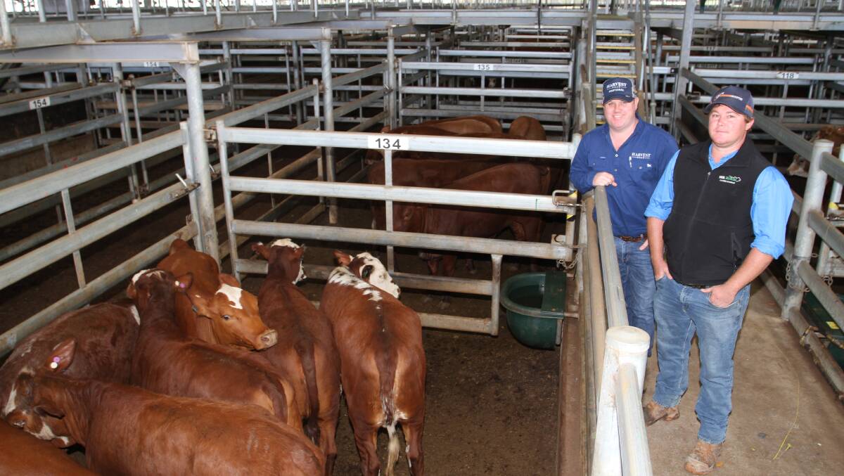 Buyer of steers at the sale Jonathon Green (left), Harvey Beef, caught up with Ben Wright, Munda Reds Droughtmaster stud, Gingin. Mr Green paid to 524c/kg and $1703 for Droughtmaster steers.