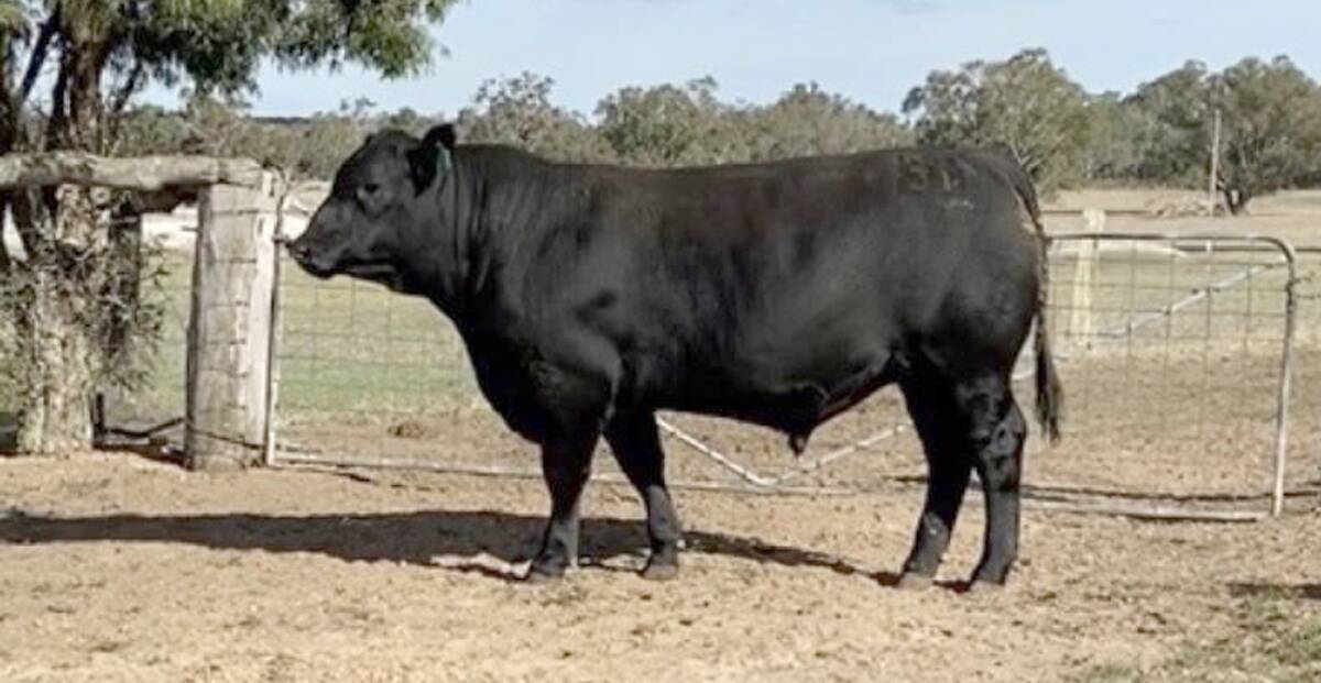 Lot 4 Mordallup Renown Q31 is one of the many excellent bulls to be offered at the annual Mordallup yearling bull sale at Boyanup on the new sale date of Thursday, April 9, 2020.