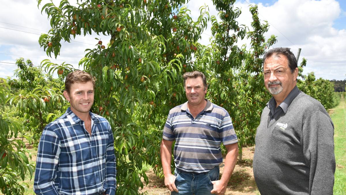 Western Australian fruit growers Joseph (left) and Matt Borg, Jarrahdale, in the Perth Hills, discuss the fertiliser program for their nectarines with Rob Illiano, Mirco.