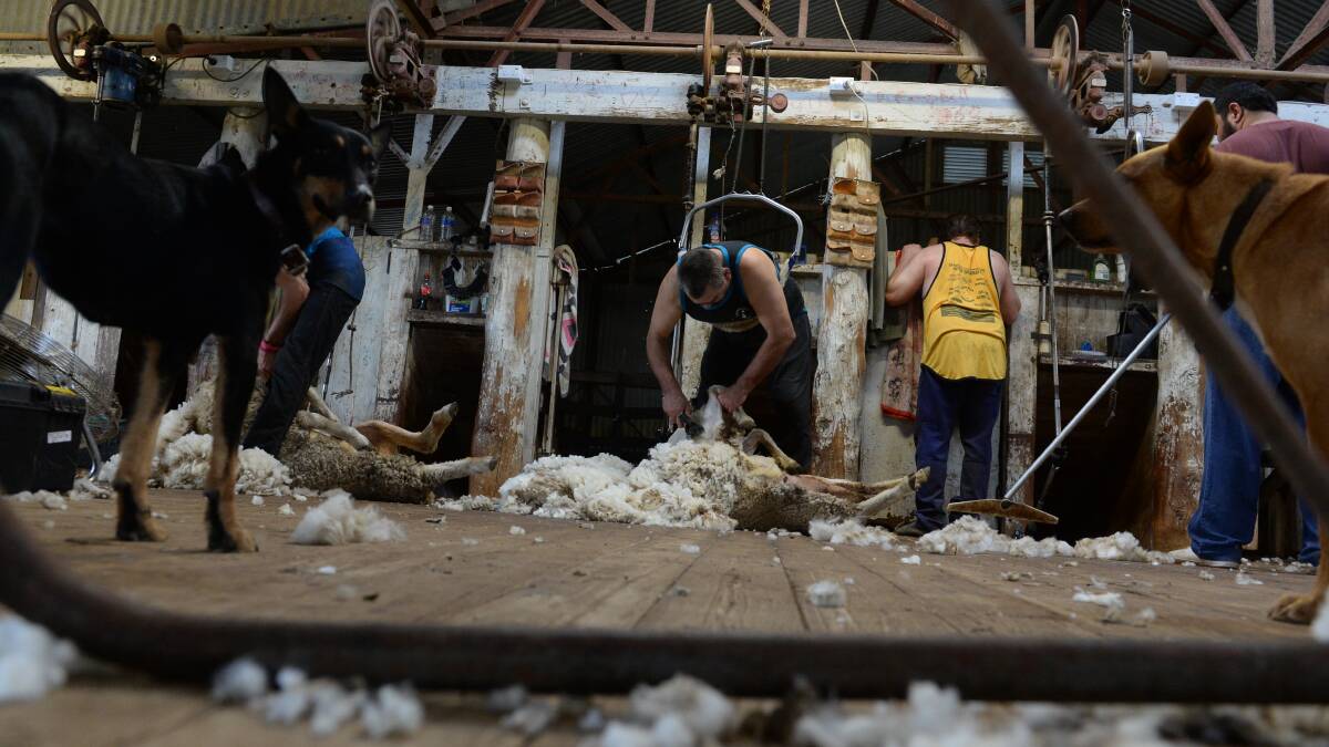 WoolProducers Australia has confirmed there has been no official increase in the award rate for shearers and shed hands.
