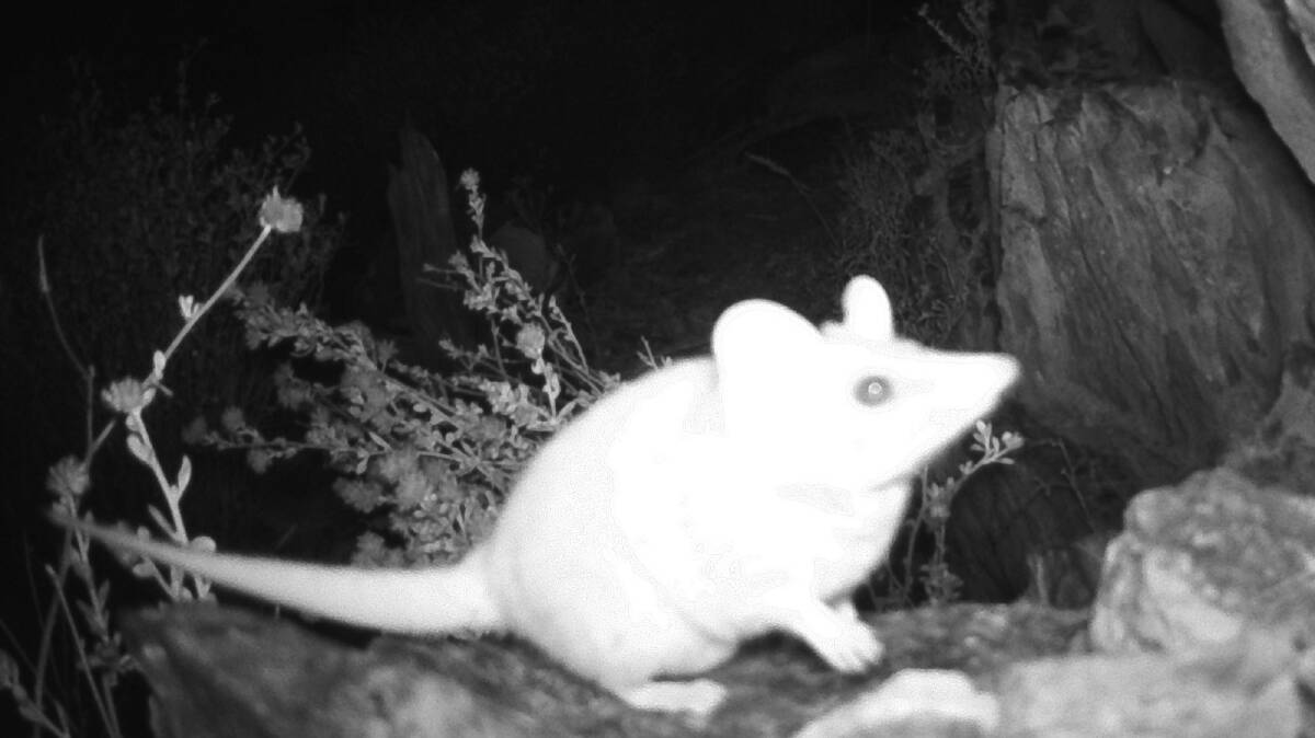 A Woolley's False Antechinushas was captured by a motion sensitive camera in the Wheatbelt.