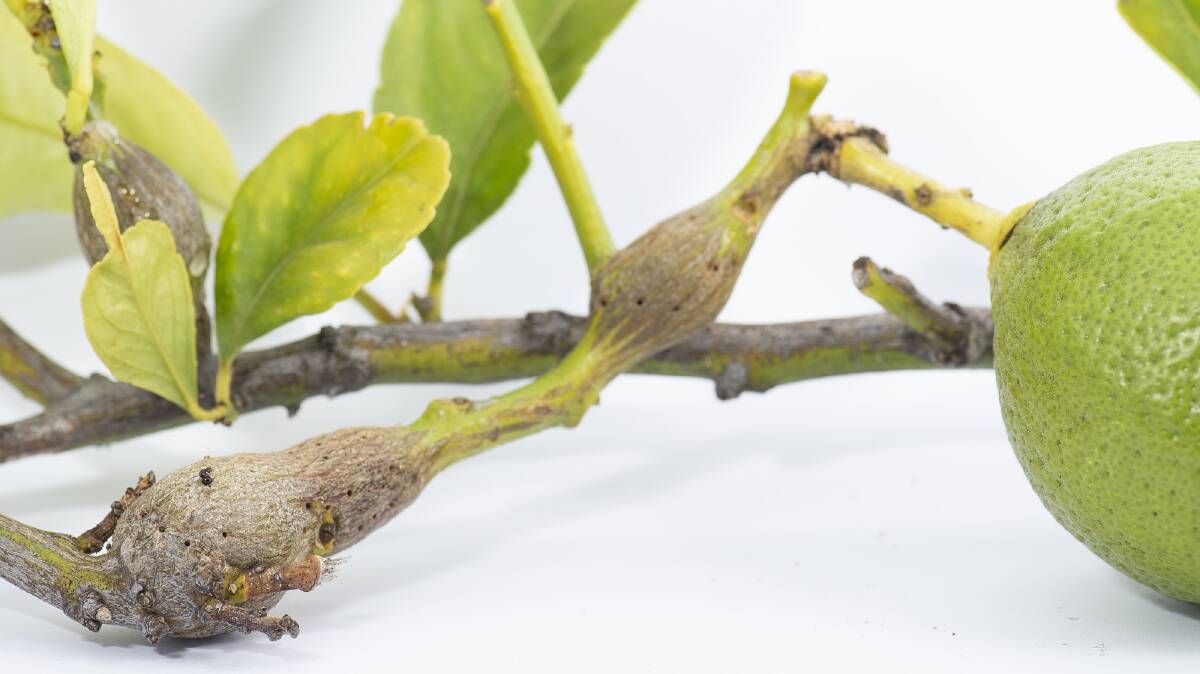 Citrus gall wasp forms distinctive galls on stems, which look like woody bulges up to 250 mm long and 25 mm thick. Gardeners are being urged to prune and treat infested trees now.