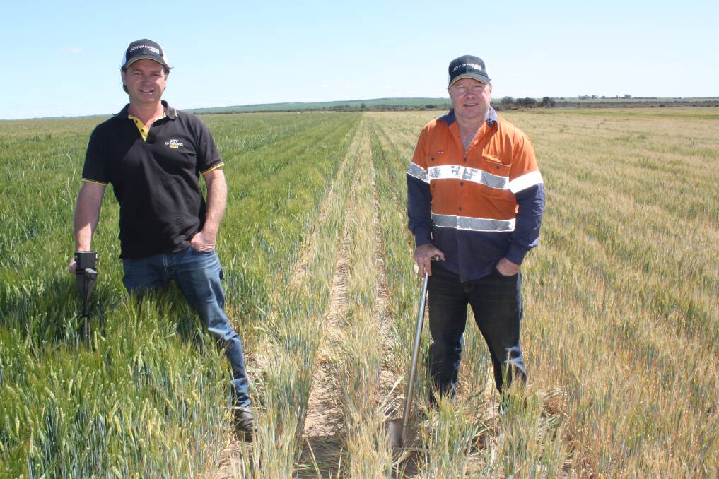 Bednar national distributor Grant Borgward (left) stands in a healthy crop of Spartacus barley that was 'Terralanded' before seeding in contrast to the untreated establishment where Marchagee farmer Michael O'Callaghan stands.