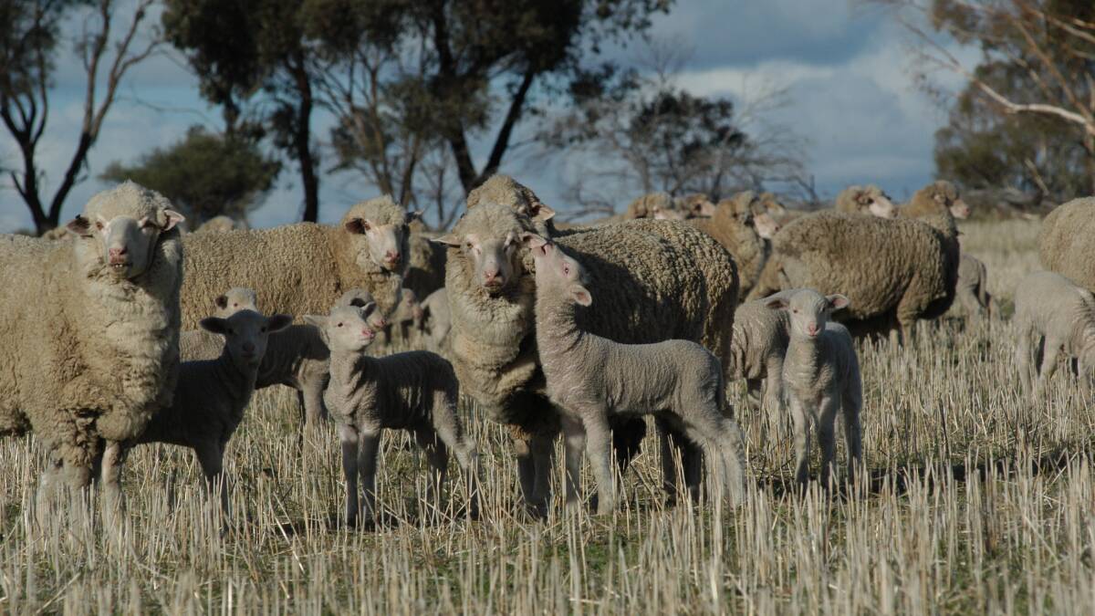 Southern WA is home to the largest proportion of breeding ewes in Australia with 5.6 million head.