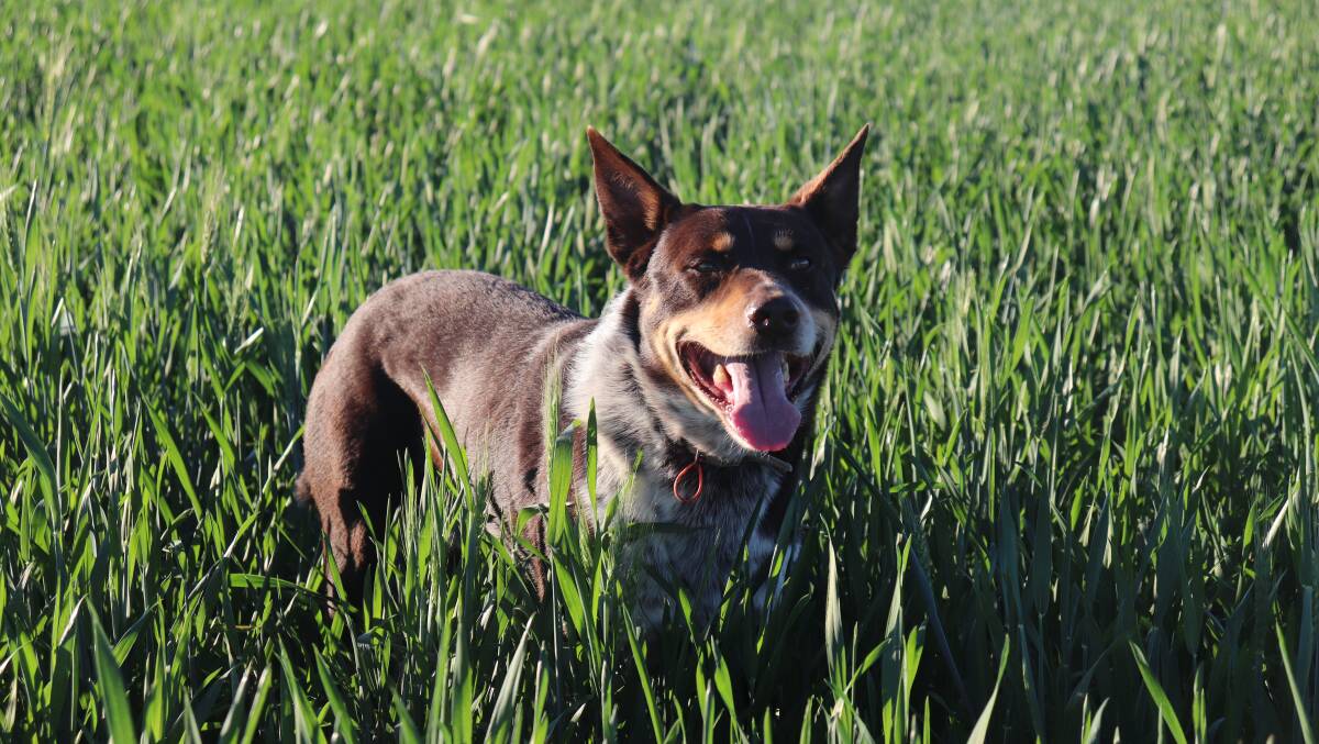  Diesel the dog loves getting out into the crops.
