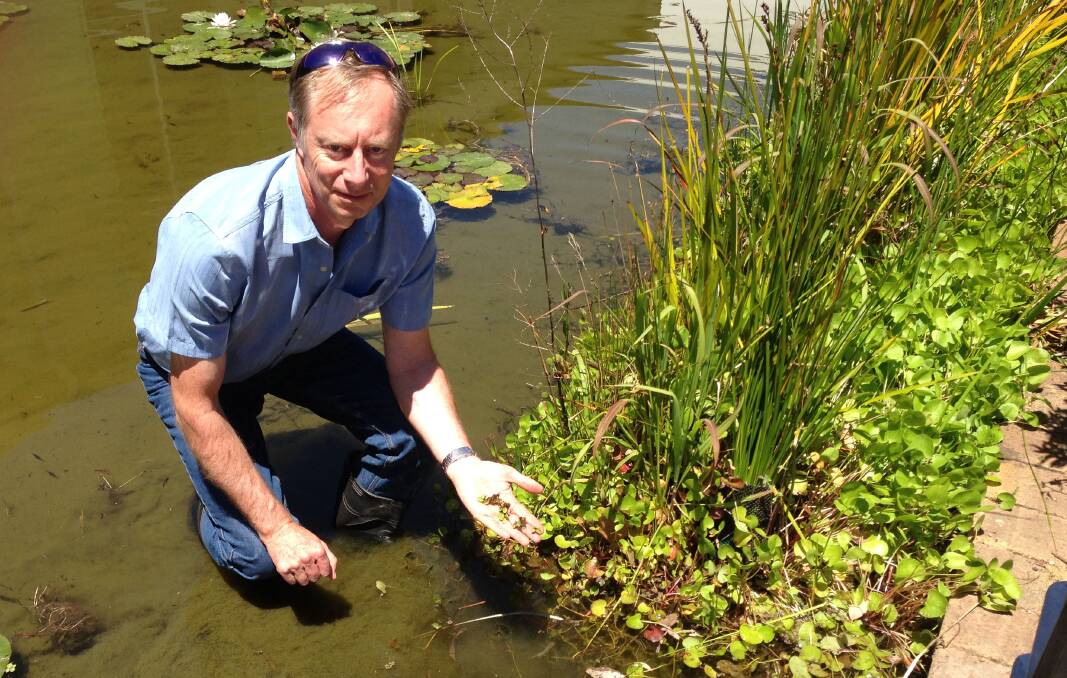Department of Primary Industries and Regional Development priority weed response manager Andrew Reeves says salvinia is a fast growing weed that could choke out waterways, ponds and river systems if it became established.