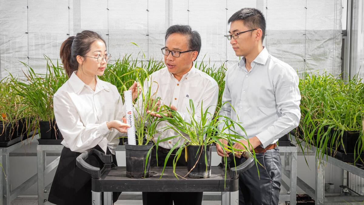 Jingye Cheng, PhD student at University of Tasmania and Murdoch University, professor Chengdao Li (centre), Western Crop Genetics Alliance director and Dr Yong Han, DPIRD molecular geneticist, inspect the gene-edited RGT Planet with modified plant height and flowering time at the GRDC Grain Precinct at Murdoch University.