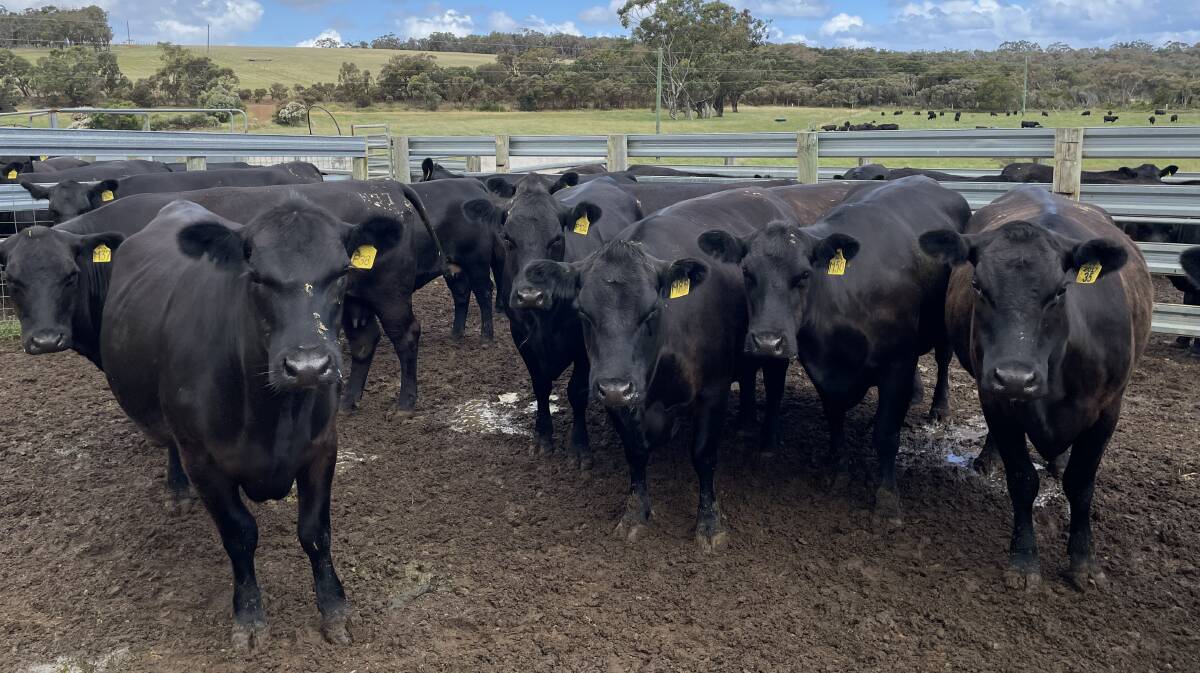 Hillcrest Farms, Marbelup, will offer 29 Angus cows comprising 14 rising second calvers, seven rising third calvers and eight rising fourth calvers in the sale. All three lines are PTIC to Lawsons and Texas Angus bulls.