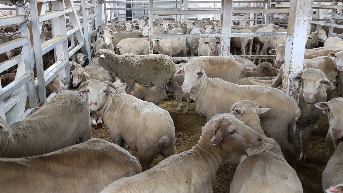 Decline in Middle East live export numbers