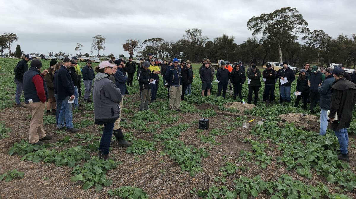 Stirlings to Coast Farmers group members on one of many field walks held every year to assess and question crop varieties, crop establishment and agronomic practices.