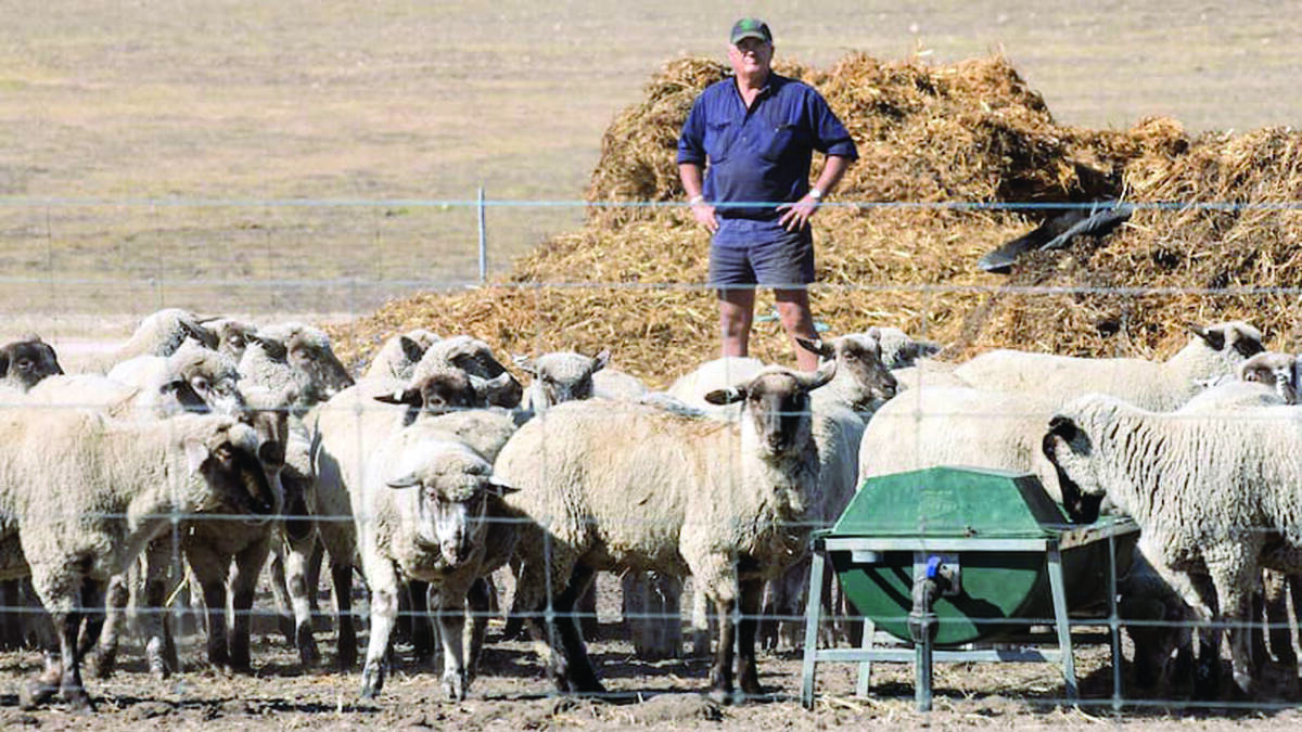  Mr Hassell has farming operations in both Wialki and Pingelly where he runs sheep and crops wheat, oats, barley, canola, lupins and hay.