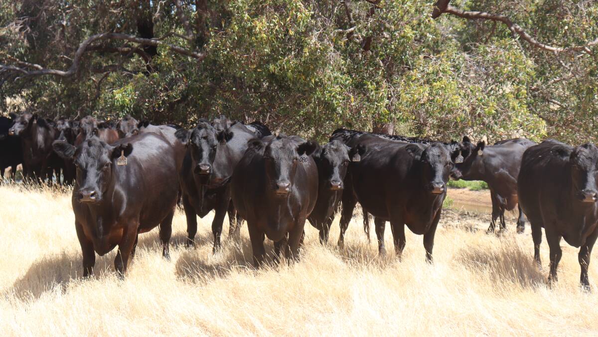 Mr Jenkins said the breeders have recorded a 91 per cent in calf rate this year and have been in the 90s for years. He aims to keep 60 per cent of his heifer progeny to retain as self-replacements.