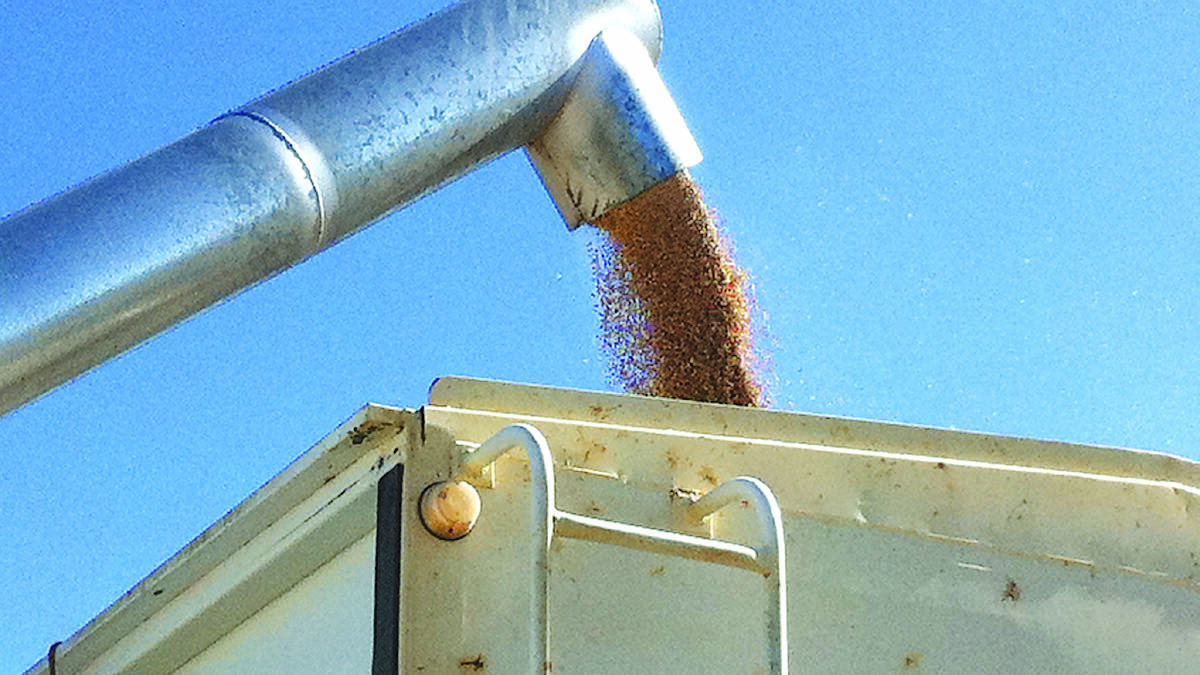 Grain yield potential continues to slide