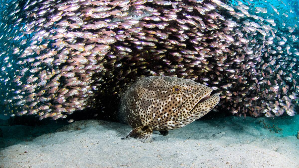 The Ningaloo Reef is world-renowned for the incredible marine life swimming just offshore.