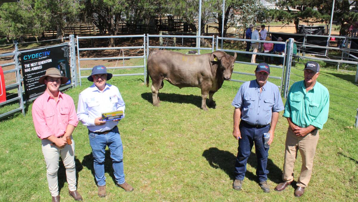 $7000 was the top price paid for a Tullibardine Murray Grey bull last week and pictured with the bull were Elders auctioneer James Culleton (left), Virbac representative Tony Murdoch, Tullibardine Murray Grey stud principal Alistair Murray and Nutrien Livestock, Great Southern livestock manager Bob Pumphrey.
