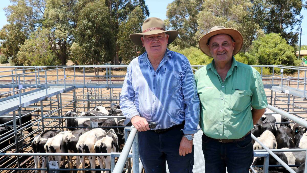 Looking over the cattle on offer in the sale were Peter Hynes (left), Waterloo and Landmark Harvey representative and sale co-ordinator Ralph Mosca.