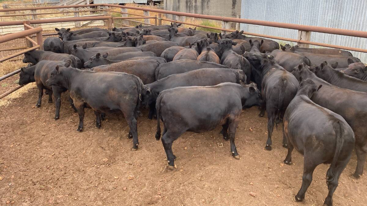 The biggest vendor of unjoined beef heifers in the sale will be the Phillips family, Kanangra Grazing, trading as WD & IM Phillips & Son, Manjimup, with 55 well-bred Angus heifers.