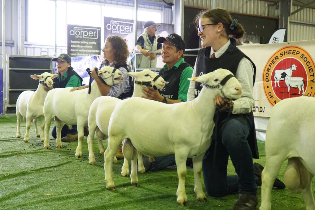 A line of Dorper rams at the 2019 National Show.