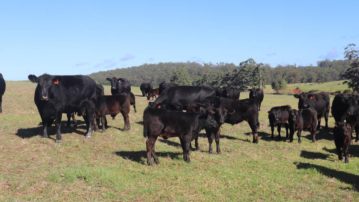 Calving is staggered, beginning in February to April at the Pemberton farm and from March to May at the other properties.