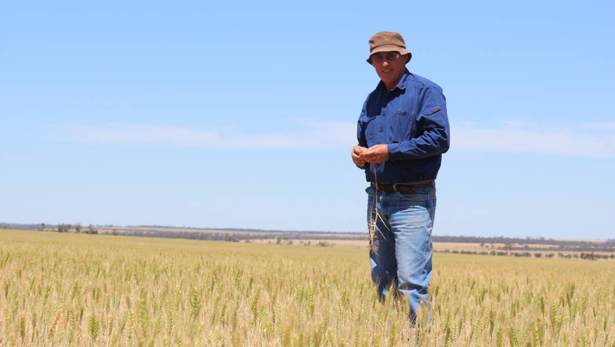 Harvest is still a few weeks away for Kevin Richards, who farms at Nukarni, 20 kilometres north of Merredin.