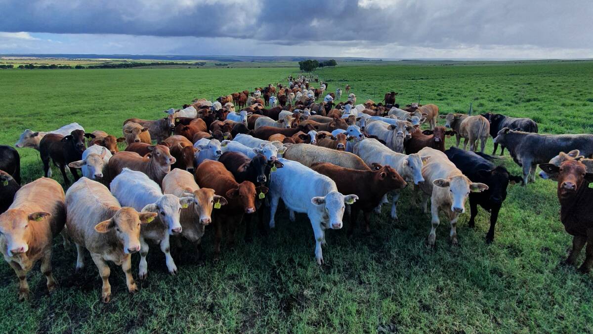 Mt Michael farm is home to 800 head of predominantly pastoral cattle, spread across 1400 hectares of land. The breeding aspect of the cattle operation is made up of 150 Charbray breeders, known as the heritage mob that descended from the station some years ago.