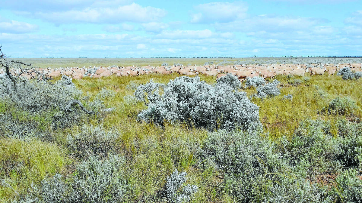 Sheep mustering at Madura Plains in 2016. At its peak the property had 70,000 sheep.