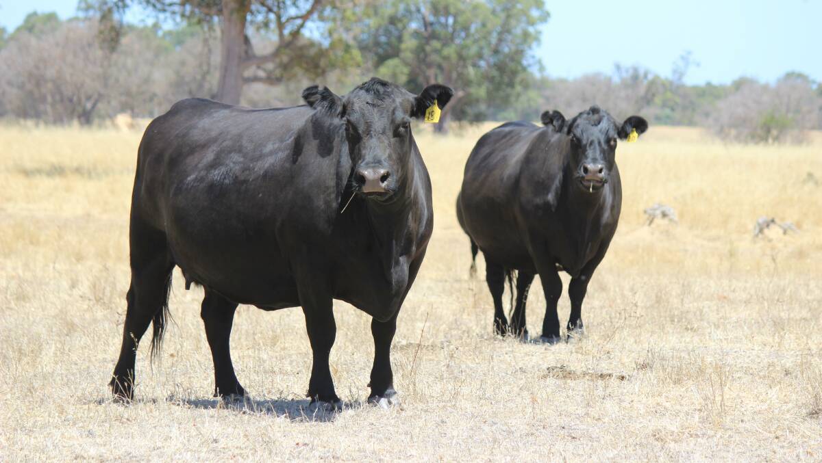 Through close relations, the Russell family was introduced to the Angus breed and for many years has based their herd on Mordallup genetics.