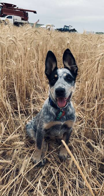 Blue heeler pup Arlo is enjoying his first time at a farm and first time in a wheat crop at Goomalling. Photo by Tayla Batty, Goomalling.