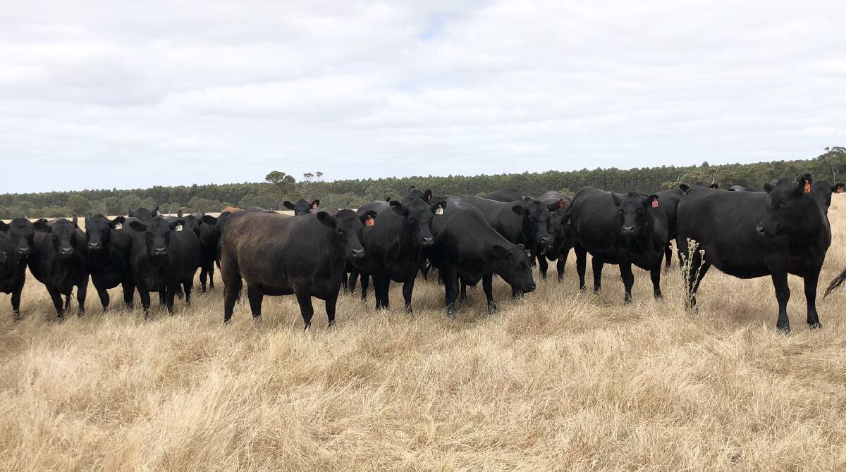 Another big line of purebred Angus, PTIC heifers will be presented in the sale by the Gatti family, L & C Gatti, Redmond. The line of 60 owner-bred, 20-24mo heifers carry mainly Coonamble Angus bloodlines.