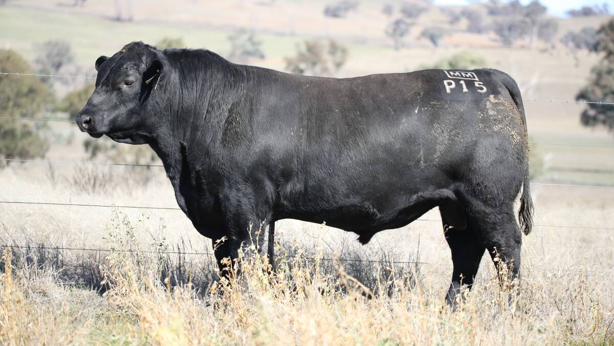A new national Angus auction record price for a bull was set last week when this sire Millah Murrah Paratrooper P15 (photo at 17 months) sold for $160,000 at the Millah Murrah Angus on-property sale at Bathurst, New South Wales. The bull was purchased by the Cowan family, Arkle Farms, Bedford Harbour Station. Photo Ben Simpson.