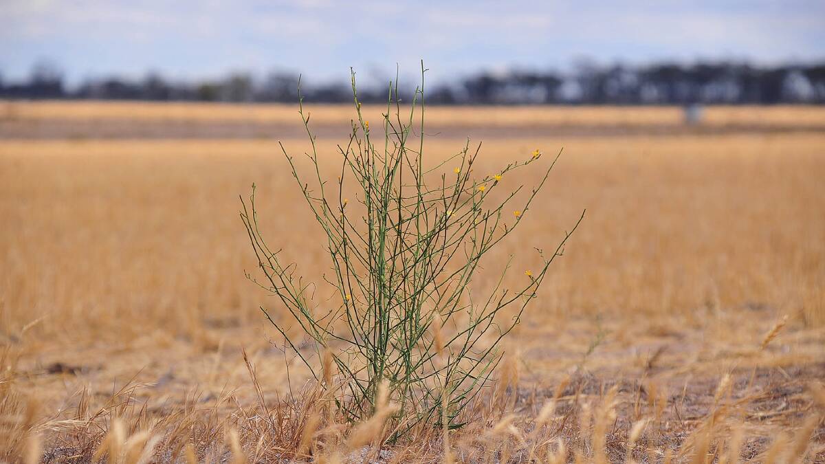 Reminder to be vigilant for skeleton weed in Wheatbelt paddocks