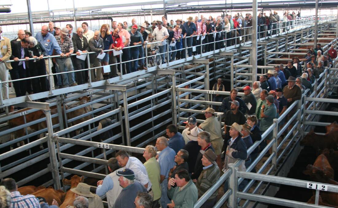 The crowd packed into the walkways to watch the first cattle sale held after the official opening of the Muchea Livestock Centre in May 2010.