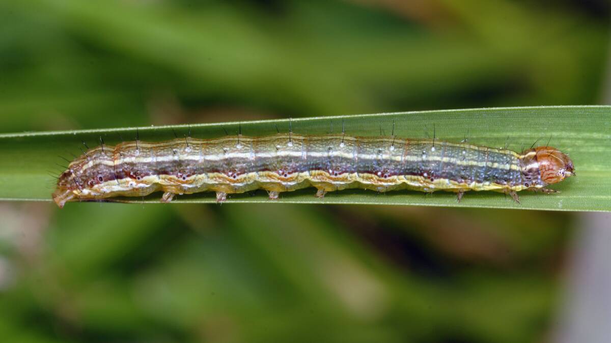 New research provides evidence that two geographically separated populations of fall armyworm in Australia show variable levels of sensitivity to insecticide. Photo by Lyle Buss, University of Florida.