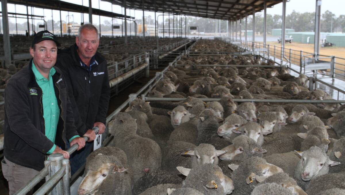 The sale hosted three flock dispersals including the August shorn Angenup blood 1.5-5.5yo ewe flock of SP Williamson, Kukerin. Looking over the dispersals 1.5yo ewes before the sale were Nutrien Livestock Dumbleyung agent Scott Jefferis and vendor Simon Williamson.
