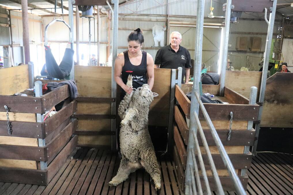 Jaime Penfold, 29, Badgingarra, drags another ewe hogget from the catching pan under the watchful eye of Australian Wool Innovation shearing instructor Kevin Gellatly. Ms Penfold has worked as a roustabout but is looking to step up to shearing.