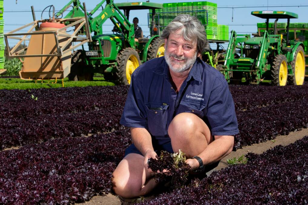 The Loose Leaf Lettuce Company owner Kevin Dobra, Gingin, in his lettuce crop and his trusty John Deere tractors behind. Mr Dobra said harvest was a delicate operation as each leaf must fit perfectly on a salad fork.