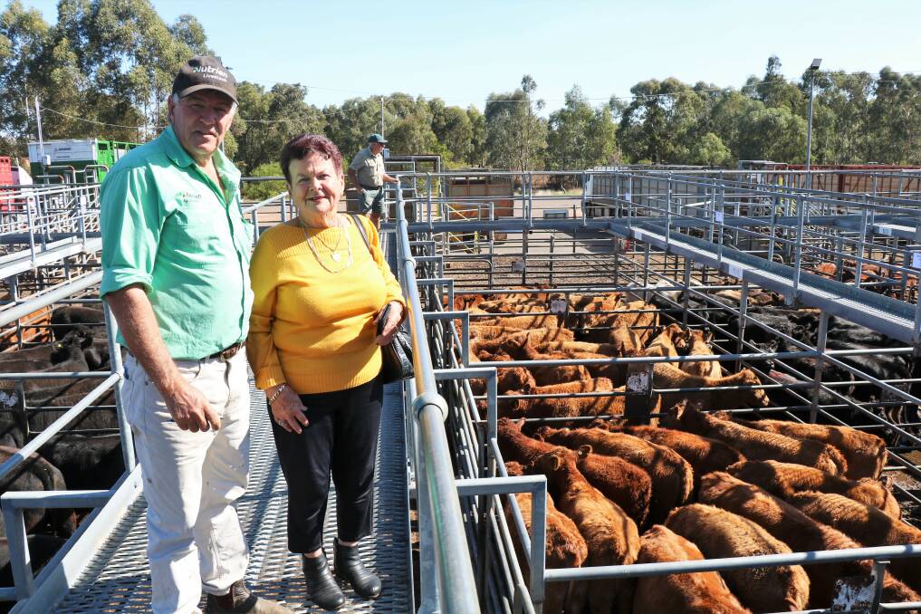 Mauraee Rees, Collie, with her agent Errol Gardiner, Nutrien Livestock, Brunswick/Harvey, looking over her South Devon heifers at the Nutrien Livestock store cattle sale at Boyanup where her top pen of steers made $1925, heifers sold to $1492 and mated cows made $2500.
