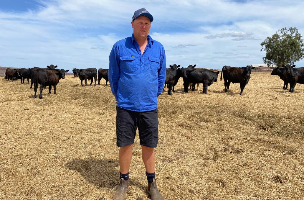 For Bowie Beef farm manager Matt Fairbrass silage is a "no-brainer" when it comes to feeding his cattle.