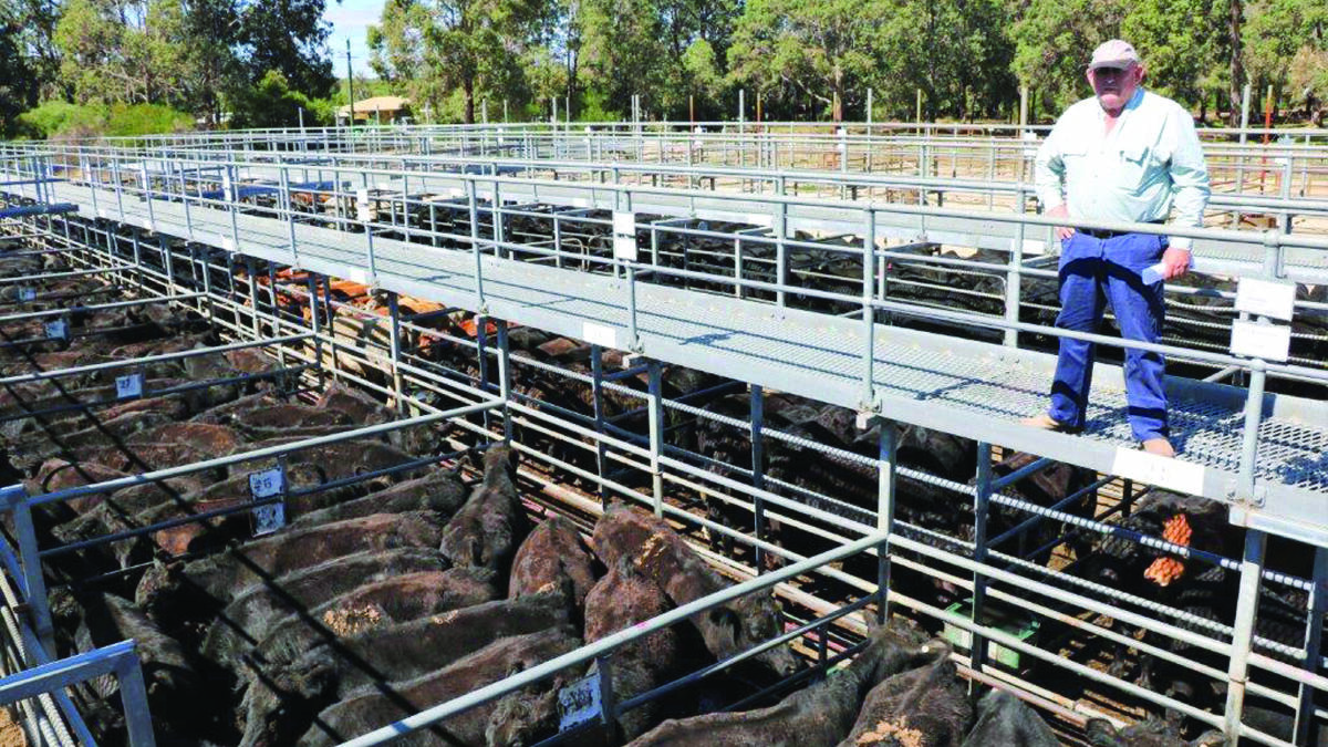 Graham Butler, Waterloo, was checking his cattle penned at the Boyanup sale that sold to $1753 and 550c/kg for the lightest pen.