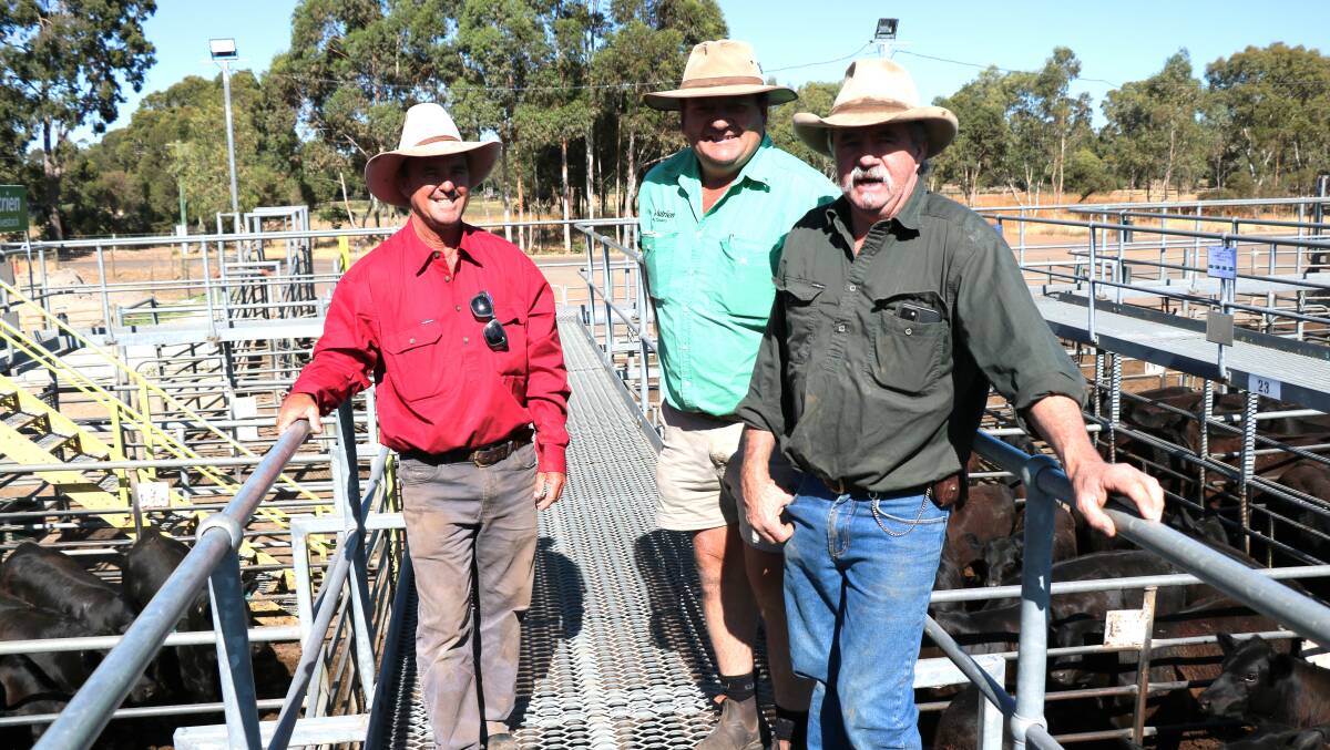 Todd Kamman (left), Elgin, Brett Chatley, Nutrien Livestock, Manjimup and vendor Lance Ockwell, Pemberton, looking over the Ockwell weaner steers that topped the sale at $999.