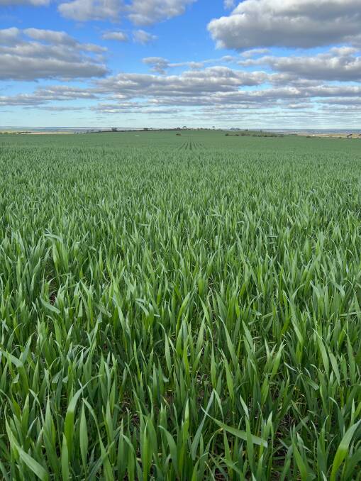 In the central and eastern Wheatbelt, the risk of frost is an ever present danger at this time of year and will be looming over growers heads until mid-September. Photo by Darren Marquis.