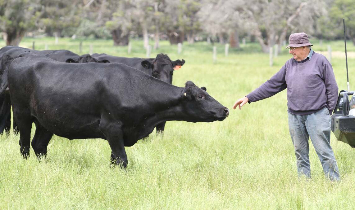 Long-time vendor Bernard Ridley, BW & RB Ridley, Brunswick, shows how quiet his heifers were last year. With wife Roma, the Ridleys will offer an annual consignment of 68 Angus-Friesian heifers at the sale, PTIC to Angus bulls and due to calve from January 28 to April 21 in a 12-week calving period.