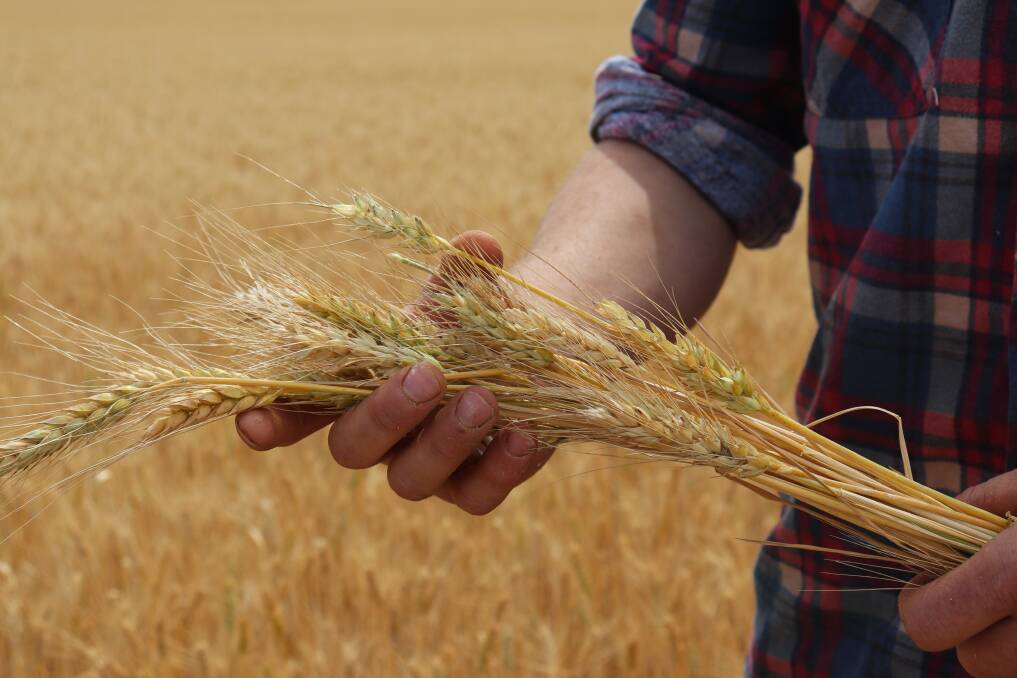 The falling numbers test conducted on wheat assists in identifying its quality for bread making with high falling numbers resulting in a downgrade of wheat at receival.