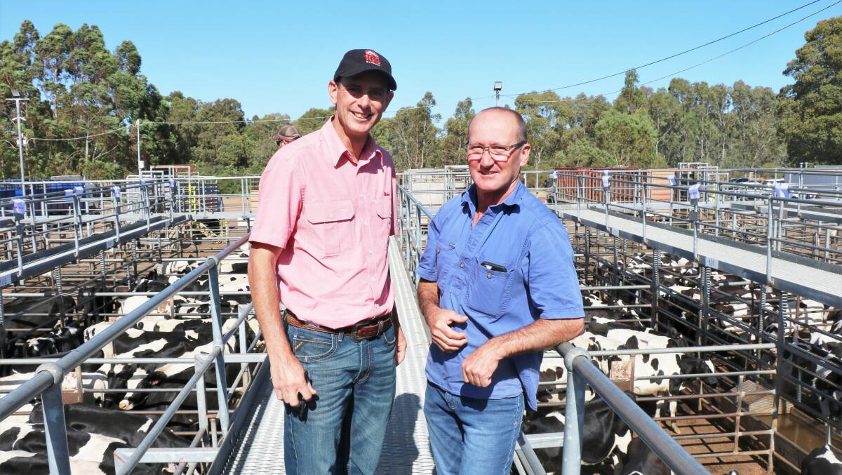 Elders South West livestock manager Michael Carroll (left) and Paul Miller, Wirring Farms, Cowaramup, looked over the line-up before the sale.
